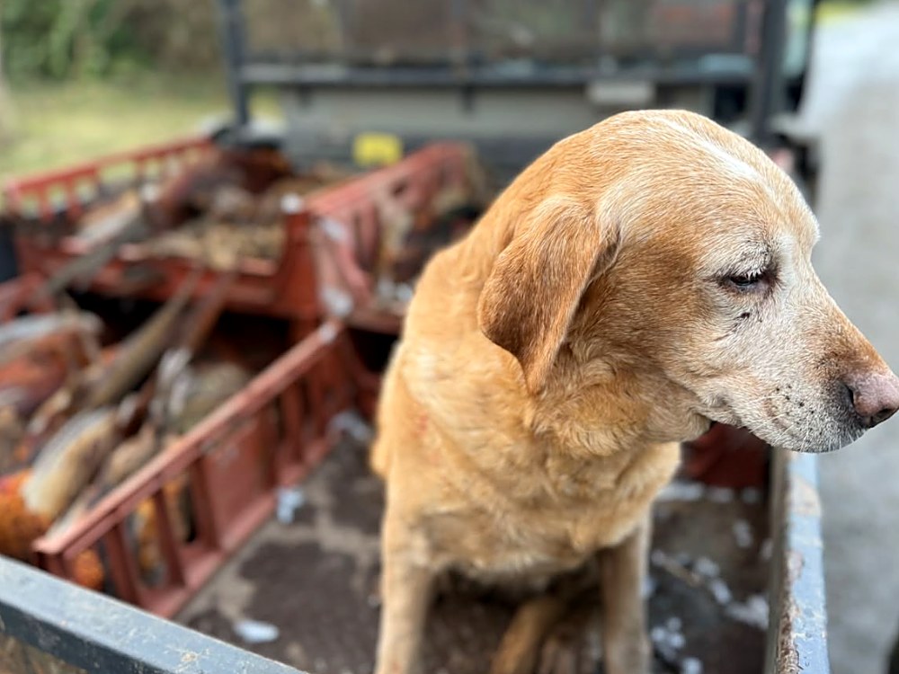 A gun dog on a shoot day