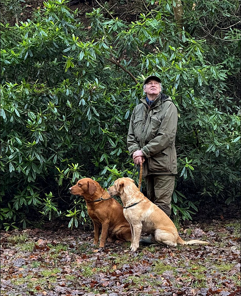 A shooter with two Labradors