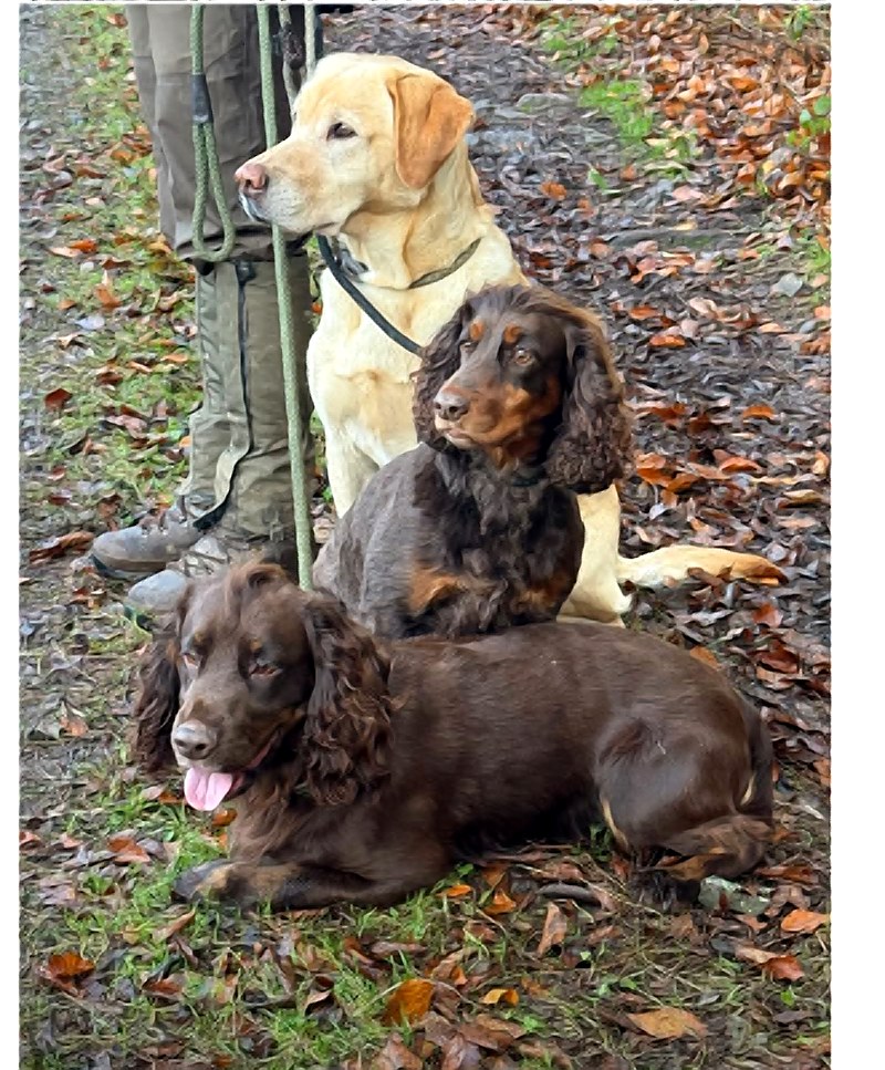 Three gun dogs on a shoot day